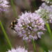 Spring garden cleanup with pollinators in mind