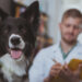 New veterinary facilities in Port Chester and Westport 