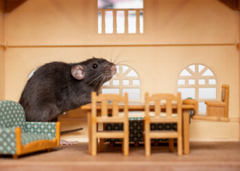 A mouse in the house is more of a problem than you think