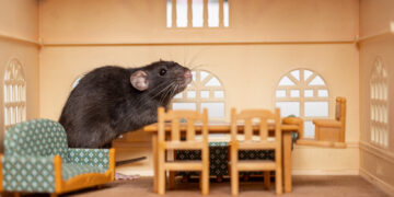 A mouse in the house is more of a problem than you think