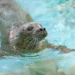 Norwalk’s Maritime Aquarium voted nation’s best