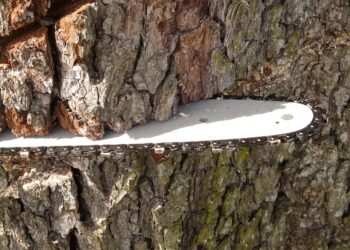 Governor Lamont cited for illegal tree cutting