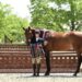 The Old Salem Farm Spring Horse Shows return 