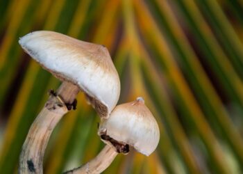 A journey into healing on a psychedelic retreat