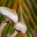 A journey into healing on a psychedelic retreat