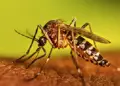 Westchester has first West Nile Virus cases this year