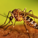 Westchester has first West Nile Virus cases this year