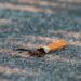 Stop & Shop to stop tobacco sales