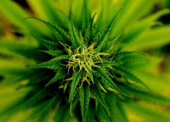 Curaleaf rolls in new CEO