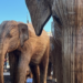 Elephants on the march in Manhattan