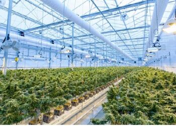 State seeks input on proposed cannabis regulations