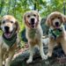 Eye on Small Business: Active Dog