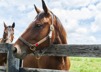Ivy Rock Farms tries bankruptcy for 3rd time
