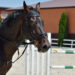Hazelnut Farms thoroughbred in the middle of customer dispute