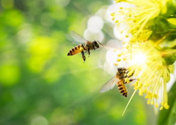 “Bee”-ing aware of good bees — and harmful insects
