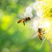 “Bee”-ing aware of good bees — and harmful insects