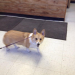 Barnum Animal Hospital in Stratford slated to close on Sept. 1