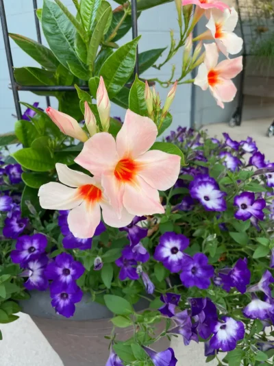Sun Parasol Giant Peach Sunrise Mandevilla and Blue Tiara Supertunia in full bloom, showcasing vibrant summer colors and heat tolerance.