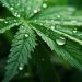 Peekskill smoke shop fuming over cannabis license denial