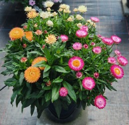 Freshen up your late season gardens and containers with strawflowers