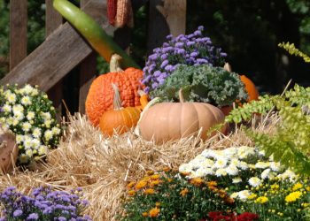 Add a fall display to your garden, front steps or balcony