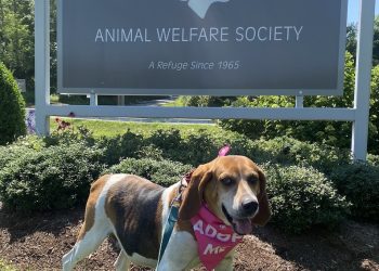Animal Welfare Society has been saving dogs and cats for 60 years