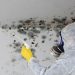 Luxury Scarsdale rental allegedly riddled with mold