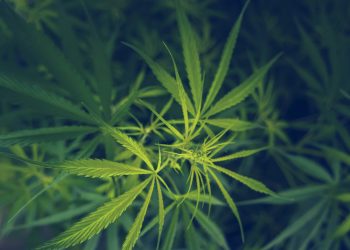 Elmsford company demands $500,000 for hemp beverage rights