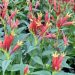 Mark the location of late emerging perennials now