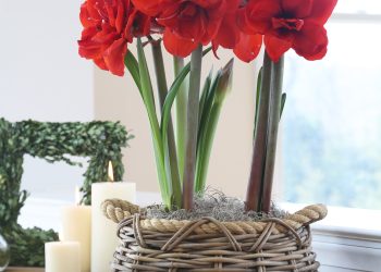 Fight the winter blues with double amaryllis