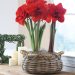 Fight the winter blues with double amaryllis