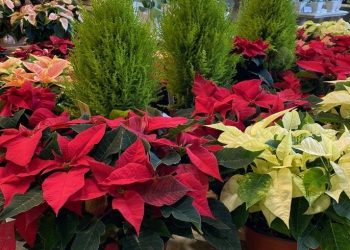 Christmas tree alternatives that provide year-round beauty