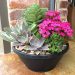 Dress up your holiday gatherings with a few succulents