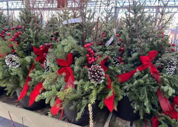 Create your own winter containers