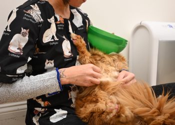 Grooming isn’t just for dogs. Just ask Barbara Yu