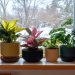 Easy-care flowering indoor plants for winter and all year long
