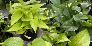 Say ‘Happy Valentine’s Day’ with plants for every room in the house