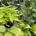 Say ‘Happy Valentine’s Day’ with plants for every room in the house