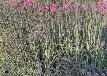 As spring returns to the garden, it’s perennials, forever
