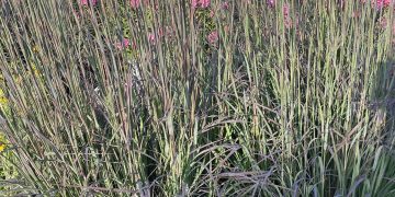 As spring returns to the garden, it’s perennials, forever