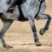 Equestrian footing company says distributor stepped on business