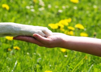 Boulder Ridge resident sues to keep emotional support dog