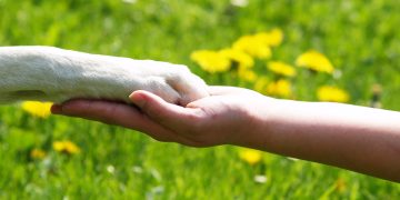 Boulder Ridge resident sues to stop removal of Piper