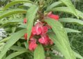 Impatient for impatiens? Wait no longer