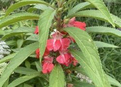 Impatient for impatiens? Wait no longer