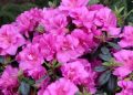 2026 is the year of the azalea