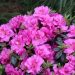 2026 is the year of the azalea