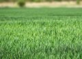 Spring lawn renewal