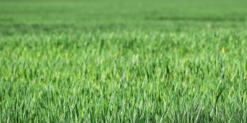 Spring lawn renewal