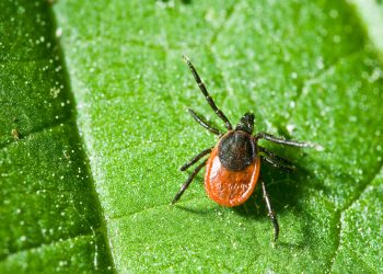 The 411 on an early tick season